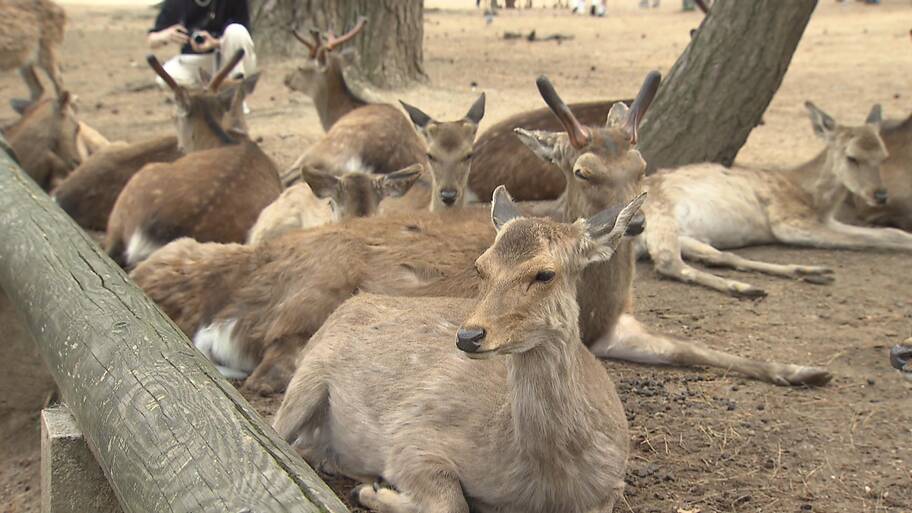 【奈良】奈良公園のシカが食料危機に！？　"ドングリの木"伐採進める県に「シカ目線で見ていない」憤る研究者　山下知事は「生態には全く影響ない」意見割れる